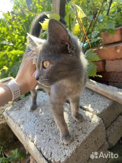 Отдам милого кота в добрые руки