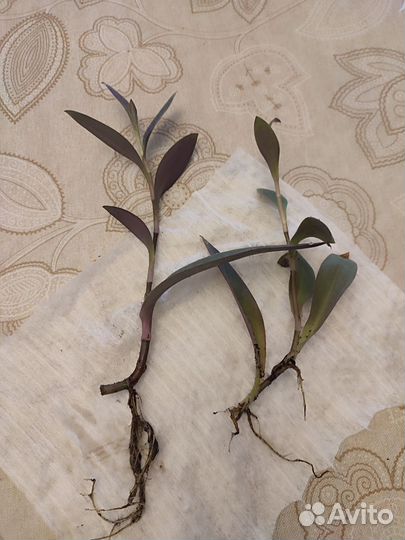 Традесканция