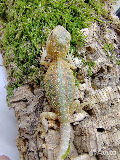 Бородатая агама малыши