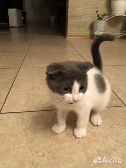 Вислоухие котик