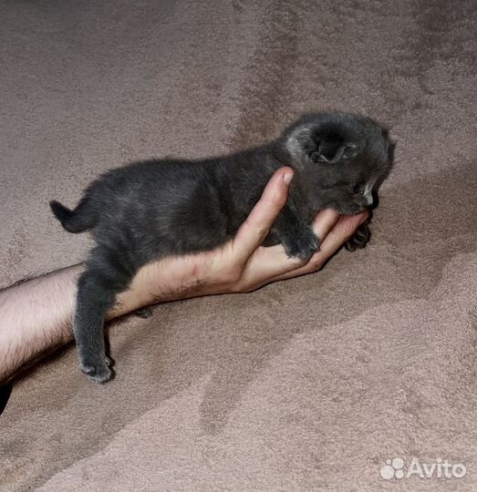 Шотландская вислоухая