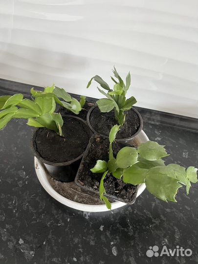 Шлюмбергера декабрист