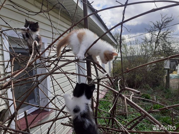 Котята в добрые руки