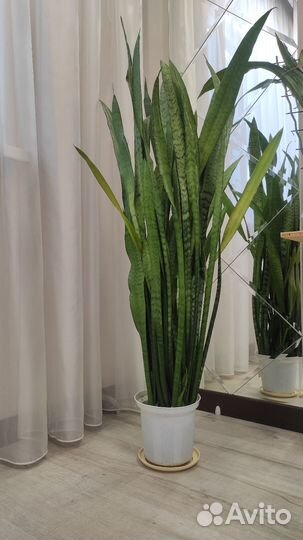 Сансевиерия большая. Листья 115см