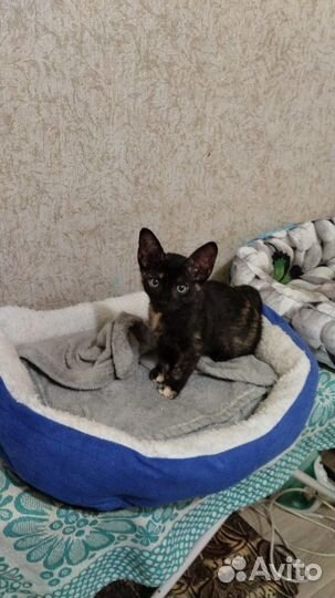 Котенок браш сфинкса, бесплатно