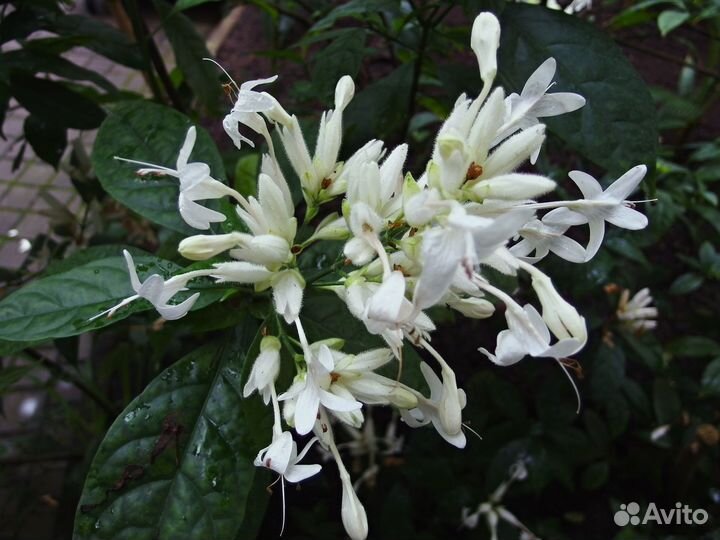 Уайтфельдия, брунфельсия