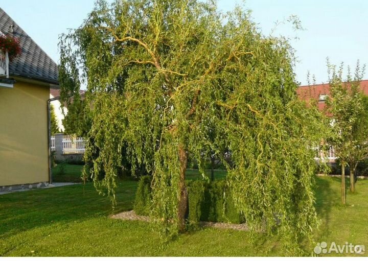 Ива извилистая,кудрявая