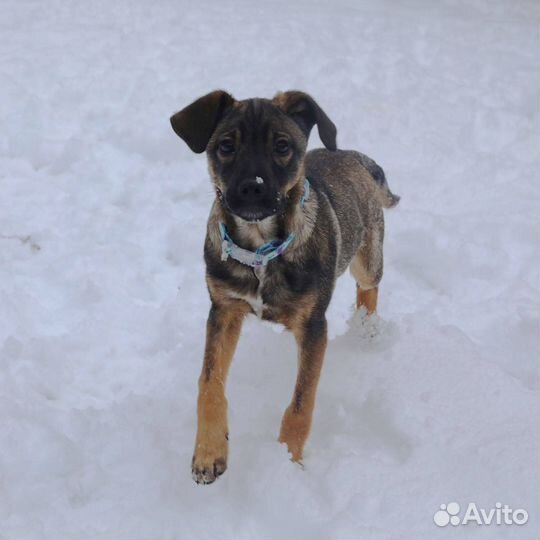 Щенок в добрые руки
