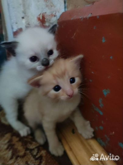 Котята в хорошие руки