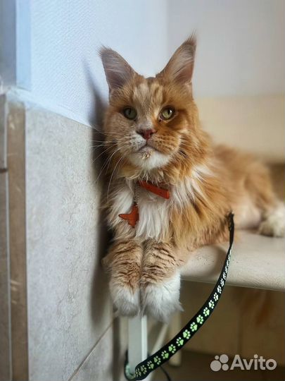 Мейн-кун в добрые руки