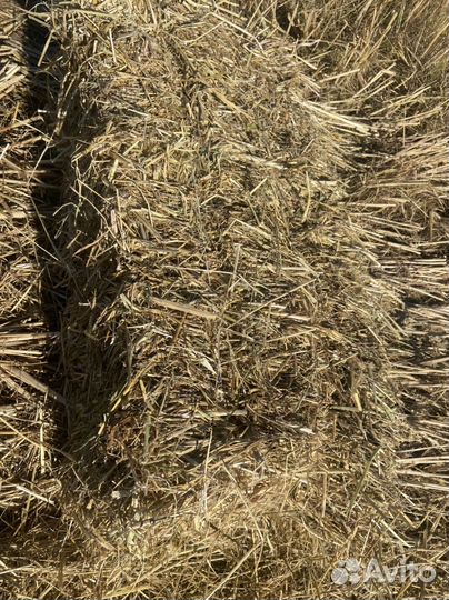 Сено с поля