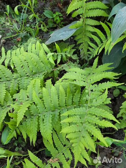 Душица, мелисса, заячьи ушки, очиток и др