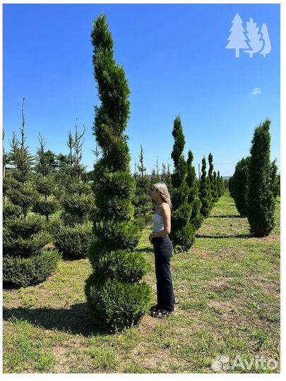 Туя спираль напрямую из питомника