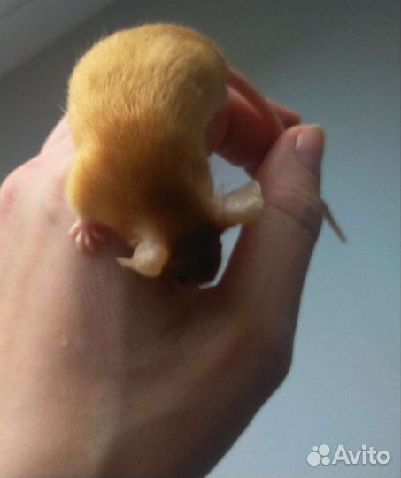 Декоративные мышки