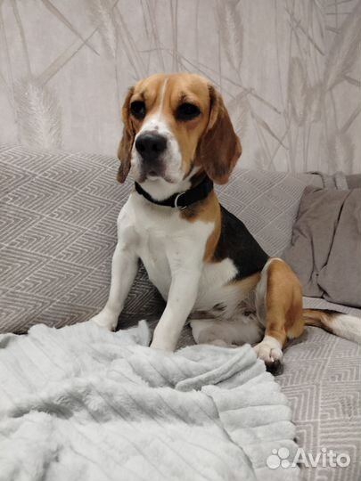 Бигль в семью