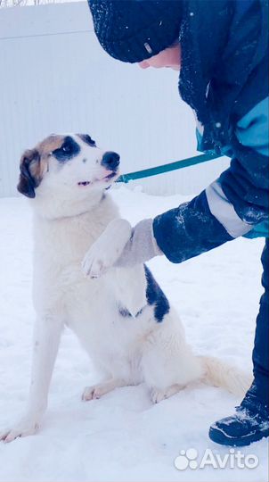 Молодой пёс