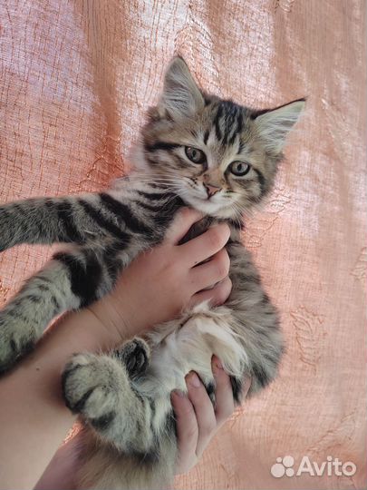 Европейская кошка