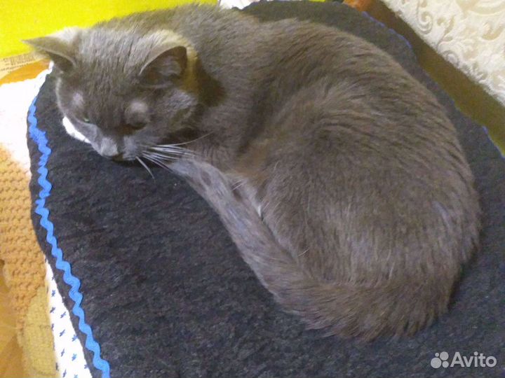 Сиденье для компьютерного кресла. Точно по размеру