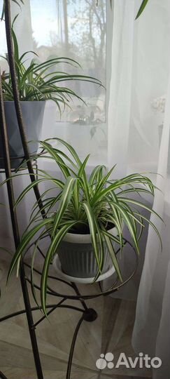 Алоказия, филодендрон, финиковая пальма, кислица