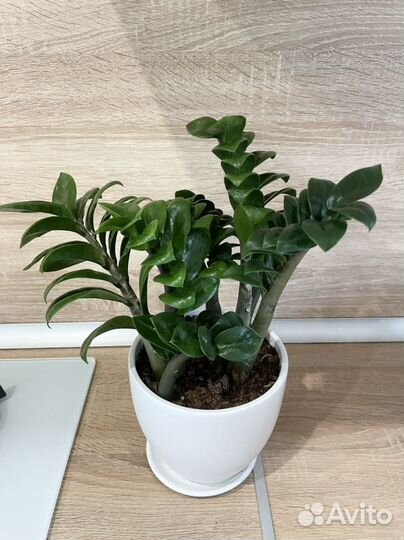 Замиокулькас вариегатный акебоно, занзибар