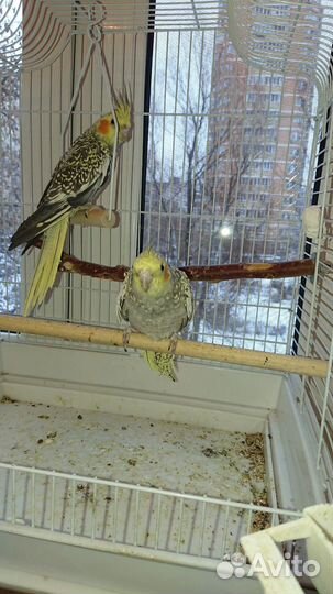 Попугай Корелла птенцы