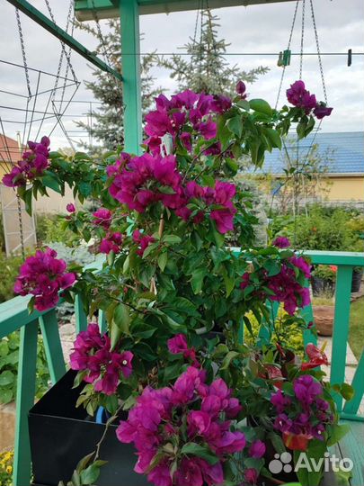 Бугенвиллия