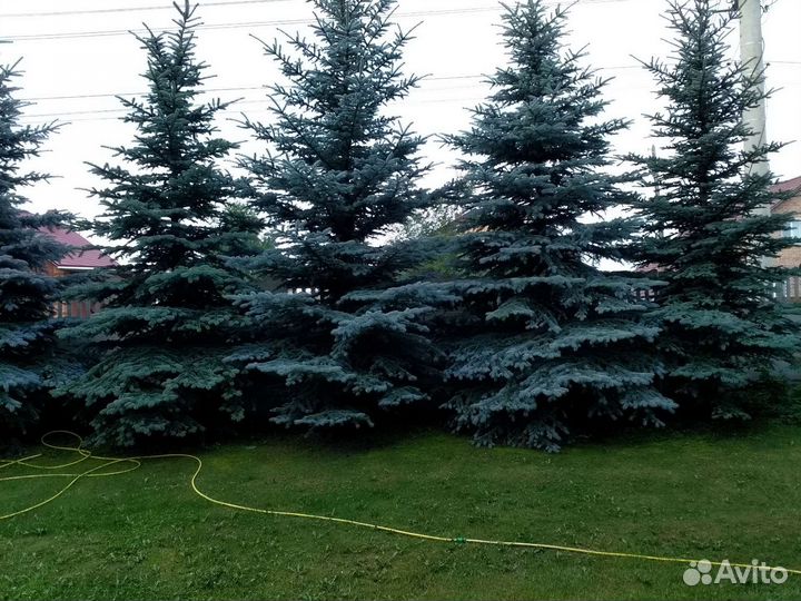 Продам: хвойные растения, декоративные кустарники