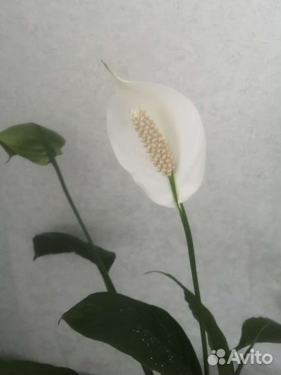 Спатифиллум (женское счастье)