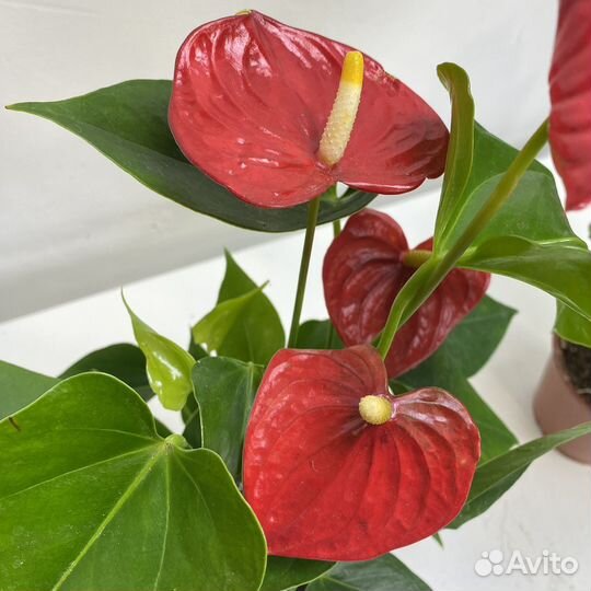 Антуриум Андре