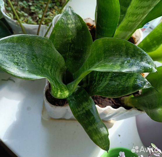 Сансевиерия/традесканция зебрина