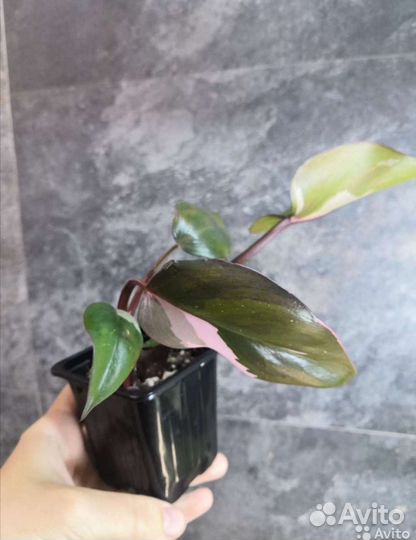 Филодендрон Розовая Принцесса
