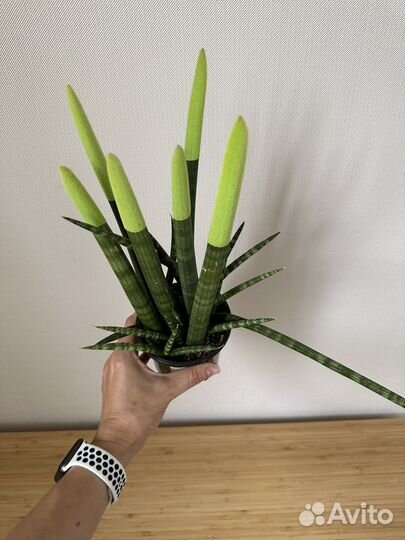 Филодендрон, сансевиерия