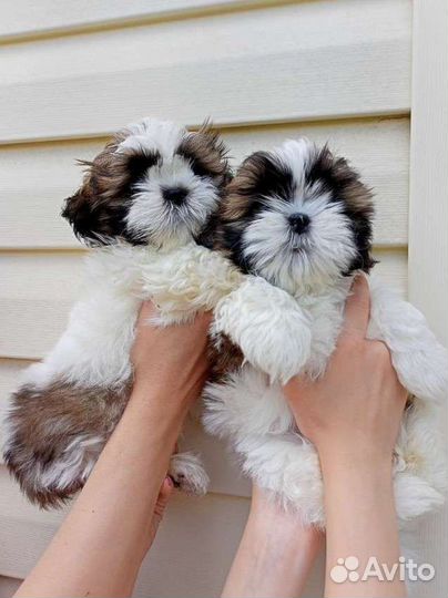 Ши-тцу девочка