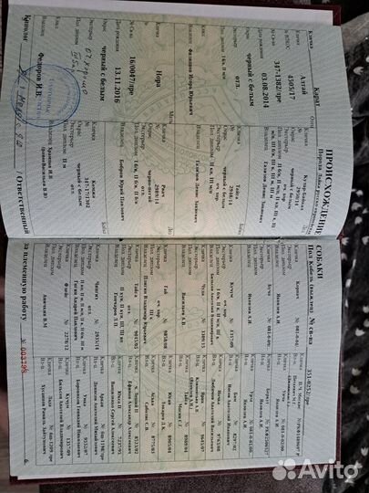 Щенки русско европейской лайки