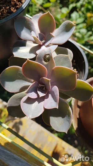 Кротон, красула перфората, мурдания, эхиверия