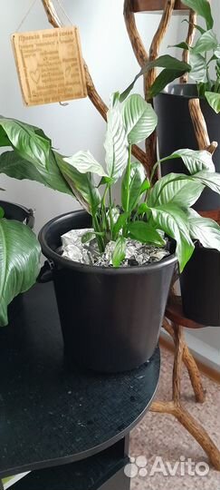 Комнатные растения цветы большие