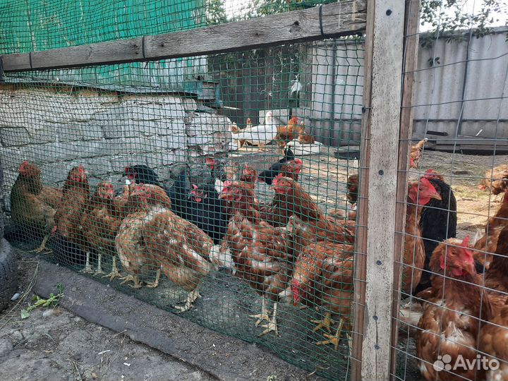 Куры бульонки