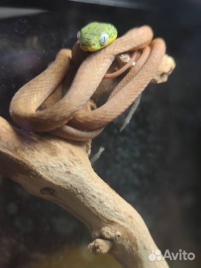 Зеленая бойга(Boiga cyanea)