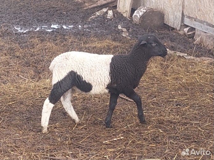 Баран дорпер