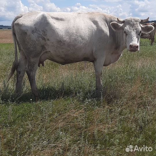 Корова с теленком