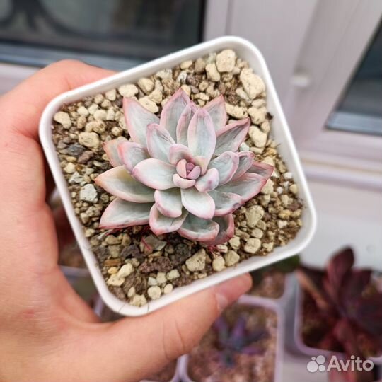 Суккуленты эхеверии 1