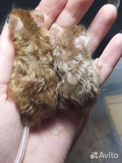 Декоративные мыши