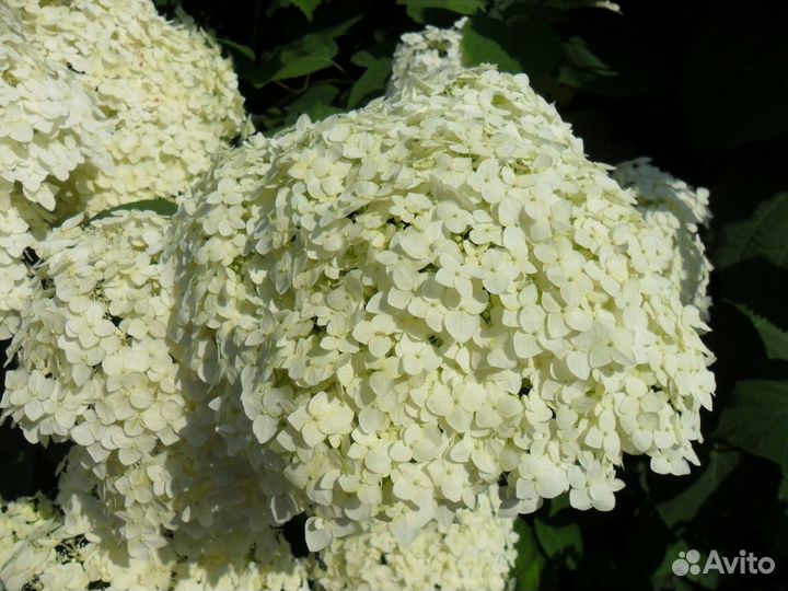 Декоративные кустарники и многолетники