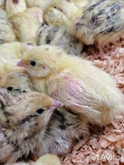 Перепела недельные