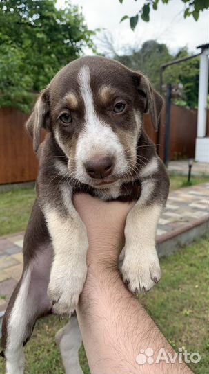 Щенята в добрые руки