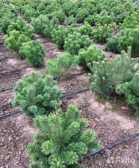 Сосна горная Пумилио