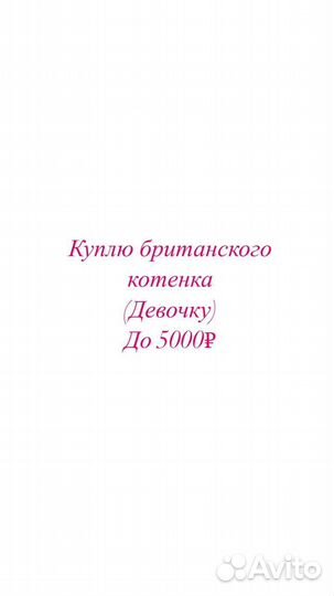 Британские котята