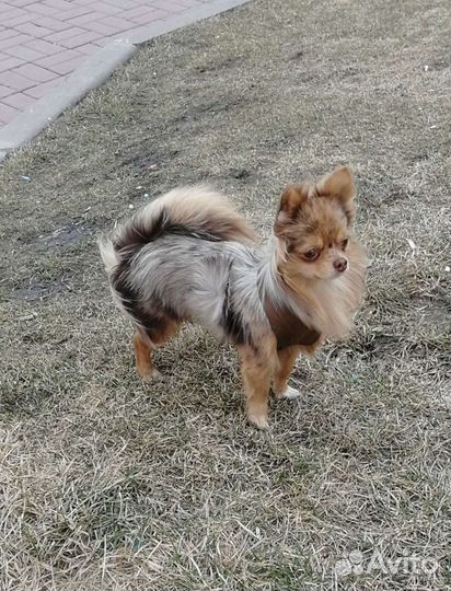 Вязка чихуахуа