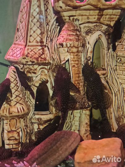 Анциструс сомики