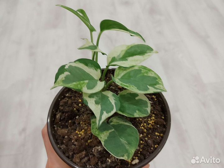 Эпипремнум энджой